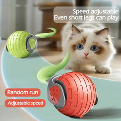Cat Toys